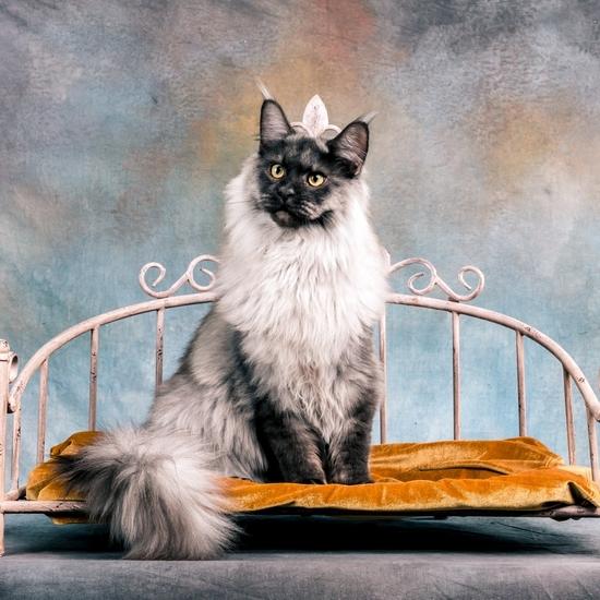 Maine coon