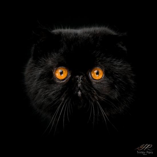 Exotic shorthair