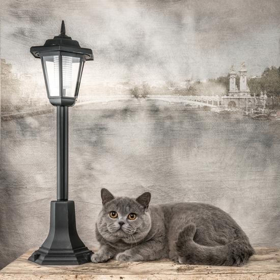 British shorthair