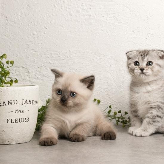 Scottish straight et fold